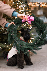 dog and christmas decorations on the street
