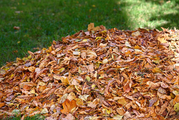 Pile of dry autumn leaves against green grass, cleaning territory. Heap of yellow leaves. Pile of...