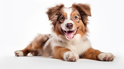 Funny studio portrait of the smilling puppy dog Australian Shepherd lying on the white background, giving a paw and begging