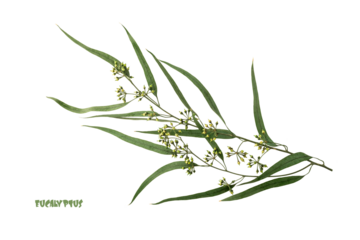 Natural eucalyptus nicoli branch isolated on white