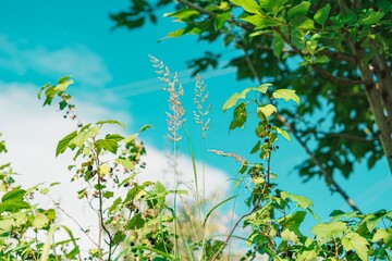 Fototapeta premium grass and blue sky / the ear grows upward 