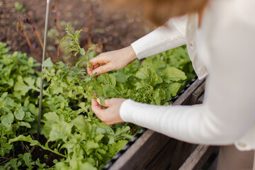 woman hands picking fresh lettuce leaves in the garden