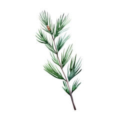 Pine branch watercolour illustration. clipart for design. Christmas elements. isolated on transparent background. Generative ai