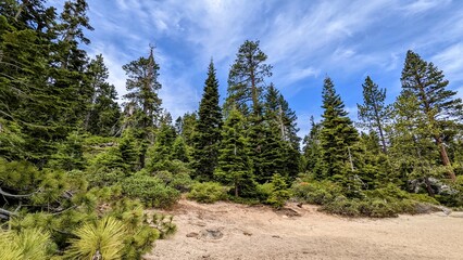 trees in the forest