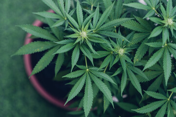 Hemp as a houseplant. Legal cultivation of cannabis plants at home, marijuana leaves. Medicinal...
