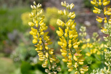 Yellow lupin flowers in bloom