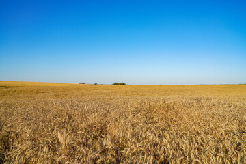 wheat field and sky
