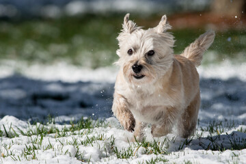 Adorable cairn terrier dog playing in the snow