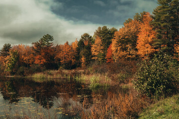 Fototapeta premium autumn landscape with trees and lake