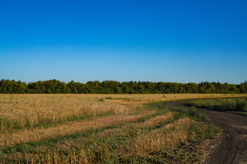 Fototapeta na wymiar landscape in the countryside