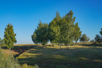 landscape with trees and sky