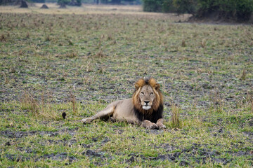 lion in the grass