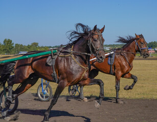Obraz premium Horse racing at the racetrack