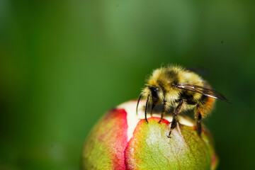 bee on rose bud