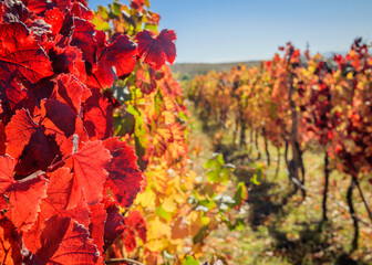 Tierra del malbec , camino del vino , otoño en Mendoza , colores vivos , en plena transformación de cambio de estación.