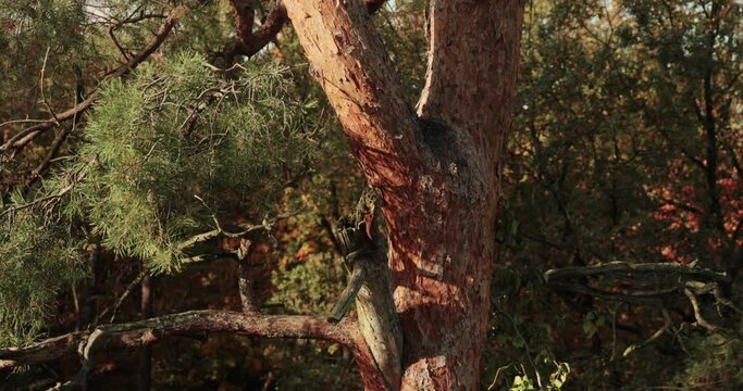 Pine tree top detail close up