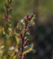 autumn grass