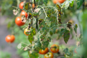 potato blight on tomatoes, infected leaves