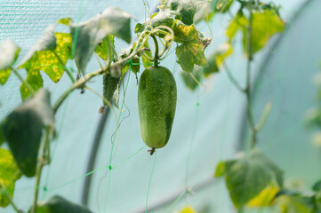 Cucumber growing in a greenhouse