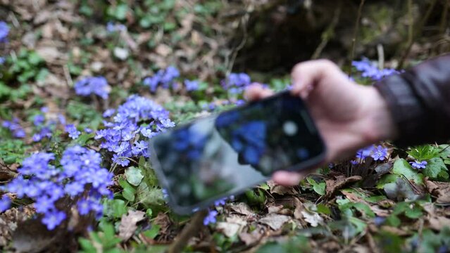 Close-up view of hand with cell phone making photo of blooming hepatica flowers