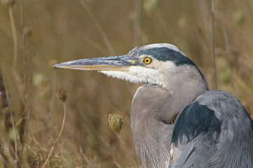 Portrait of a Great Blue Heron in profile