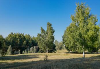 Fototapeta premium landscape with trees