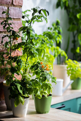 Concept of urban home gardening on the balcony or windowsill. Cherry tomato seedlings in the flower pot with ripe orange fruit. Leisure, hobby, sustainable lifestyle, eco habits