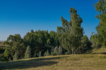 Obraz premium landscape with trees
