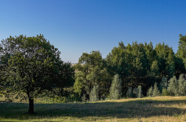 Obraz premium landscape with trees