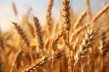 Spikelets of wheat in the field. Grain deal concept. Hunger and food security of the world.