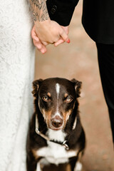 close up of a dog sitting between bride and groom and looking to the camera