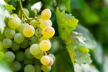 Large bunch of white grapes hanging, close-up.