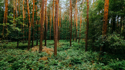 Fototapete bei efototapeten.de bestellen   