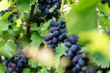 Large bunch of red grapes hanging, close-up.