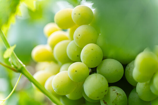 Close-up of large bunch of white grapes hanging.
