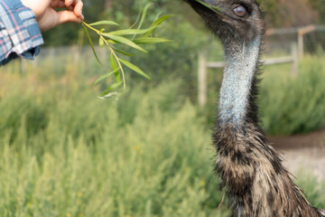 ダチョウ　エミュ　動物　鳥類　エサやり　ふれあい　動物園　鳥