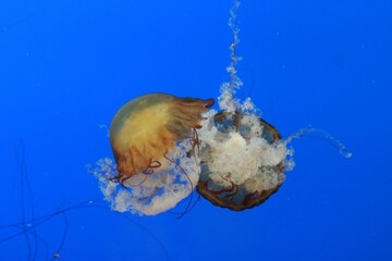 jellyfish in aquarium