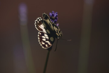 Melanargia galathea, the marbled white, is a medium-sized butterfly in the family Nymphalidae