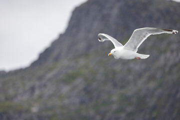 Seagulls on the wings in Raftsundet, Nordland county, Norway