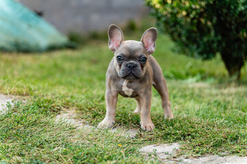 Fototapeta premium Serious french bulldog puppy is standing and looking at the camera.