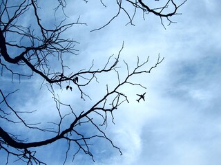Plane 
autumn tree