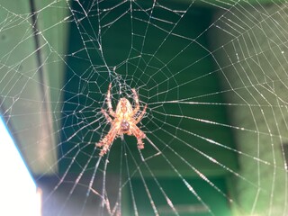 A cross spider in its web
