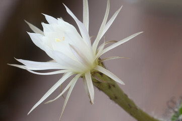 Fototapeta premium Cactus echinopsis flower, close up shot