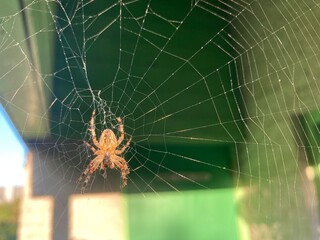 A cross spider in its web