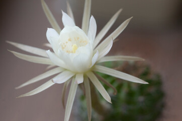 Cactus echinopsis flower, close up shot