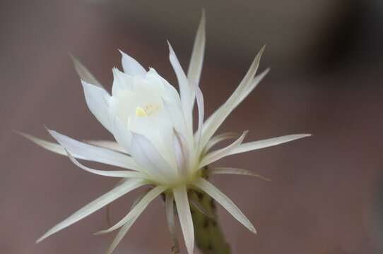 Cactus echinopsis flower, close up shot