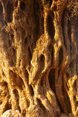 Aged olive tree detailed trunk view photo.