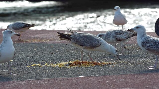 Wild Seagulls Eating Bread Crumbs on Concrete Floor Footage.