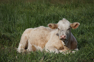 Portrait of cow sitting on grassy field