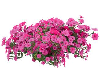 Various types of pink flowers bushes shrub - Powered by Adobe